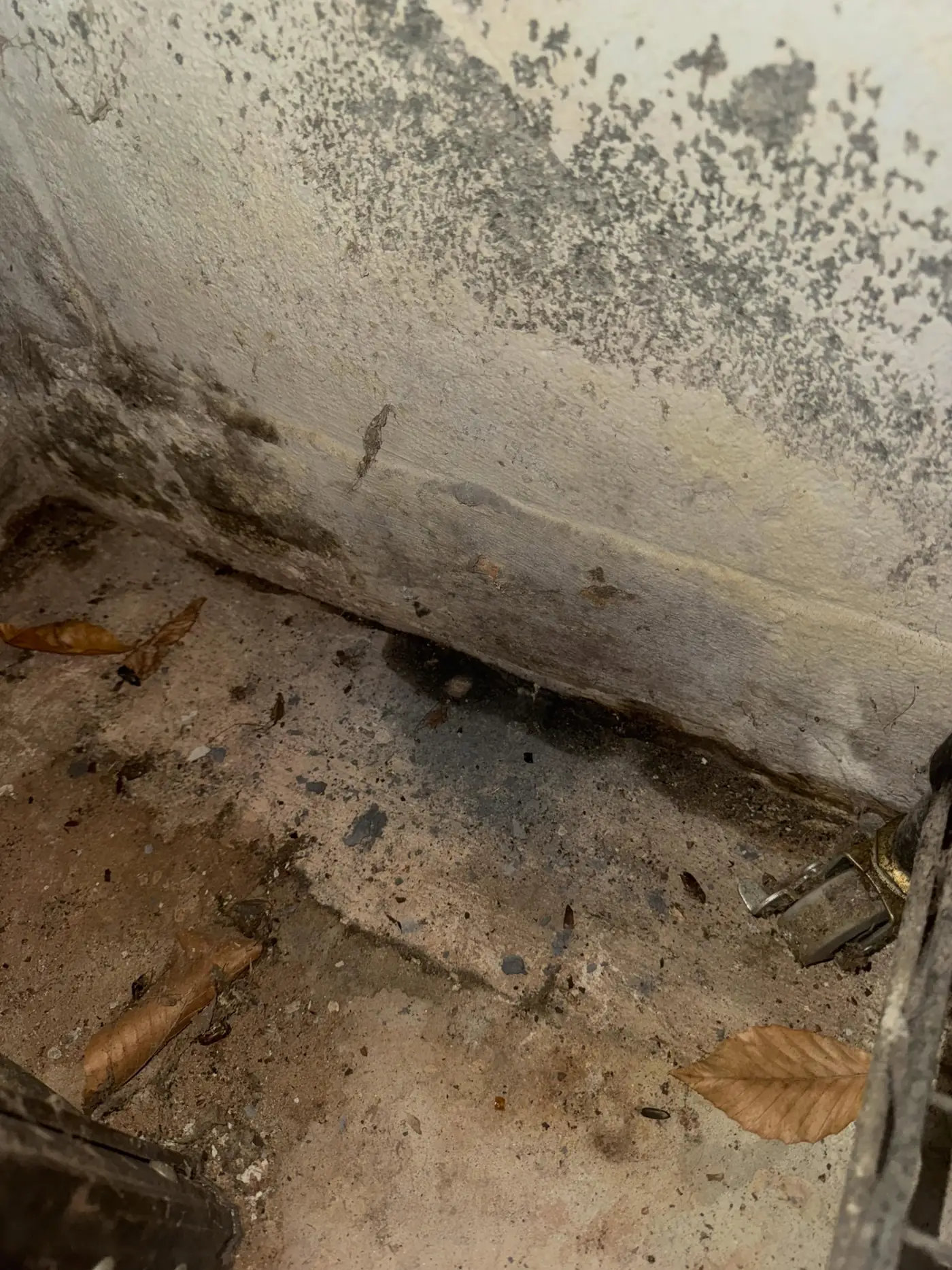 Mold Treatment project detail
